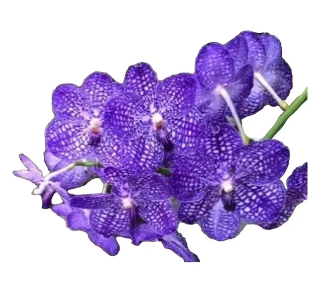 Vanda Somsri Blue Classic X Vanda Pakchong Blue (Vanda)