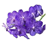Vanda Somsri Blue Classic x Vanda Pakchong Blue