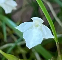 Isabelia pulchella alba - Rare