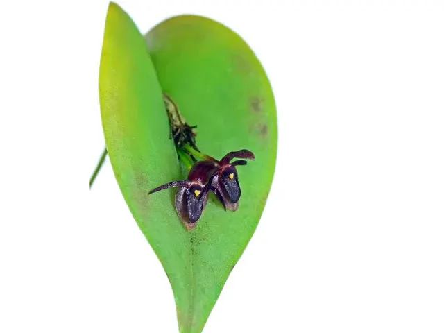 Pleurothallis phyllocardioides (Pleurothallis)