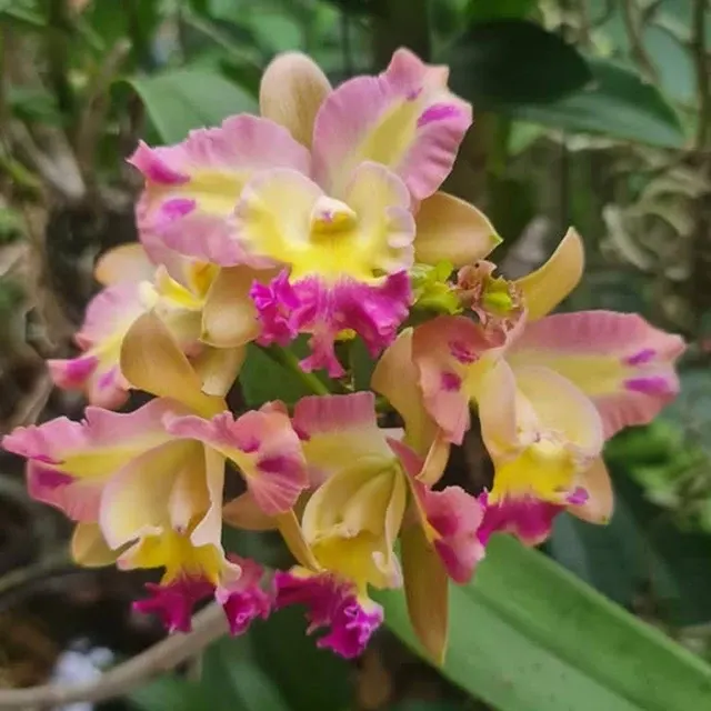Rhyncholaeliocattleya Phanakorn Keere