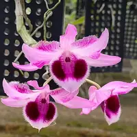 Dendrobium Nestor 'white' x parishii 'Domrong Star'