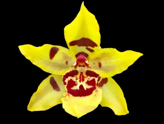 Oncostele Wildcat 'Yellow King'