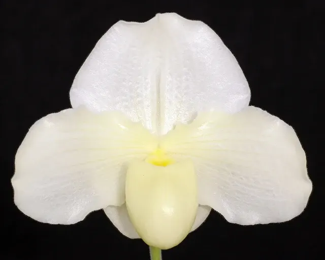 Paphiopedilum Wharton Sinkler ‘Angel’s Flight’ (Paphiopedilum)
