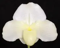 Paphiopedilum Wharton Sinkler ‘Angel’s Flight’