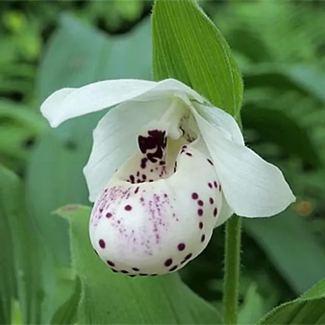 Cypripedium Frosch's Ulla Spots (Cypripedium)