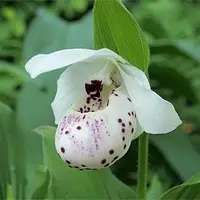 [Rhizome][Import AS-IS] Cyp. Frosch's Ulla Spots [2.4" 1Gr NBS][Aug Cyps Preorder 26]