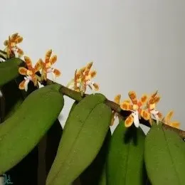 Trichoglottis orchidea sp (Trichoglottis)