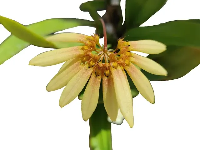 Bulbophyllum cumingii var flavences