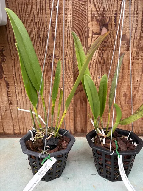 Rhyncholaeliocattleya Keowee ‘Mendenhall’ (Rhyncholaeliocattleya)