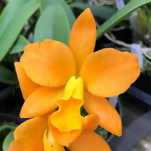 Brassolaeliocattleya Nugget Digger '#57' (Brassolaeliocattleya)