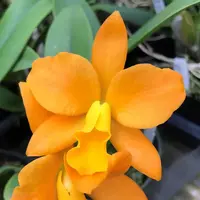 Blc. Nuggett Digger `#57' 5" Pot Cattleya Orchid Plant