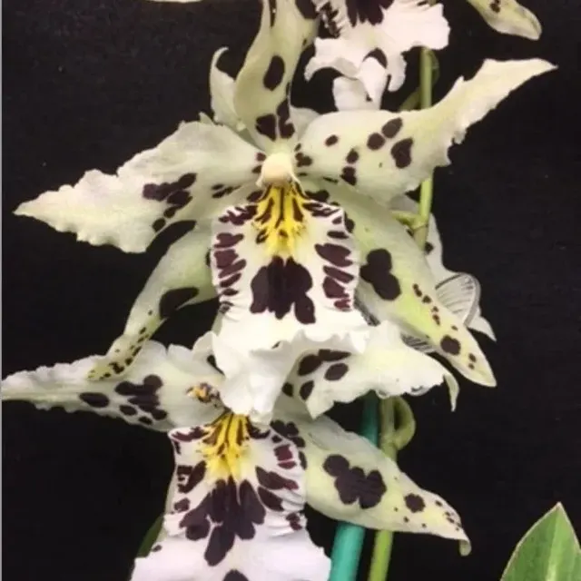 Beallara Snowblind 'Sweet Spot' (Beallara)