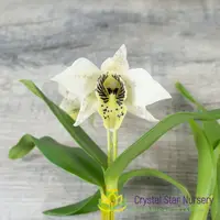 Dendrobium Roy Tokunaga (Spots x 4N) (24692) — 2" Pot / Without Spike