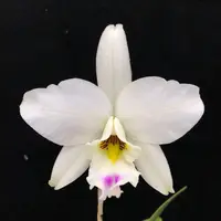 L. anceps 'SanBar Marble KIng AM/AOS X L. anceps 'Newberry Ice' — Cal-Orchid Inc.