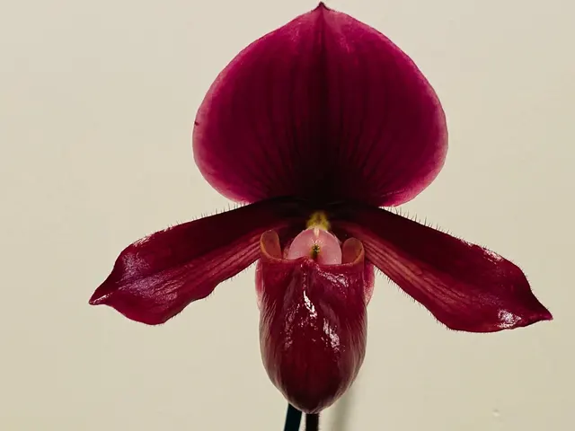 Paphiopedilum (Chou-Yi Citron x Chou-Yi Apple) x Charlesworthii Miao Hua x ‘MH-Chili’