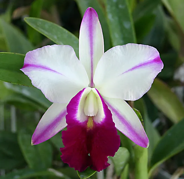 Laeliocattleya Mem. Robert Strait 'Islander Delights' (Laeliocattleya)