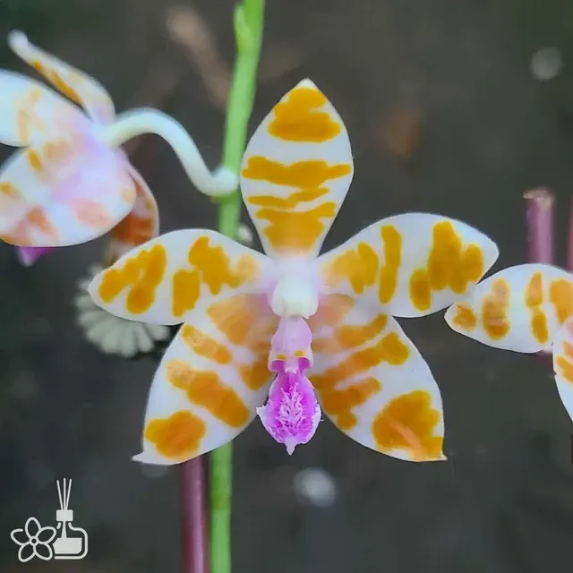 Phalaenopsis mariae coerulea