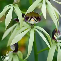 [Bare-root][AS-IS] Enc. cochleata [2.5" BS][Aug in stock 26]