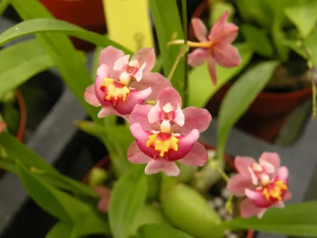 Oncidium Twinkles 'Pink Profussion'
