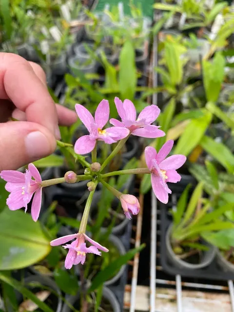 Epidendrum Miura Valley (Epidendrum)
