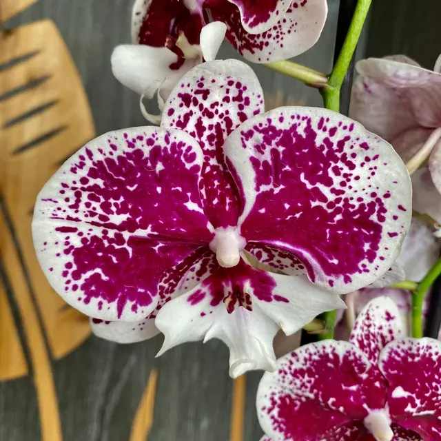Phalaenopsis big lip 'Miki Dancer'