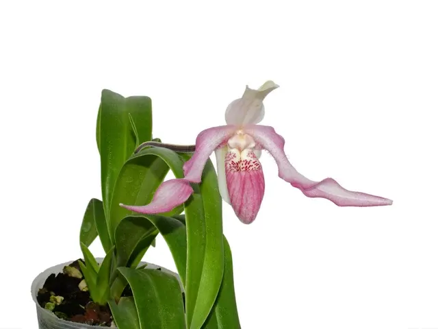 Phragmipedium warszewiczianum var. wallisii x anguloi (Phragmipedium)