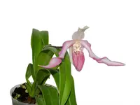 Phragmipedium warszewiczianum var wallisii x Phragmipedium anguloi