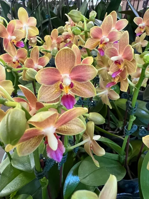 Phalaenopsis Sogo perfume