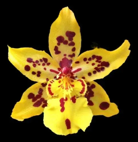 Odontocidium Tiger Crow 'Golden Girl'