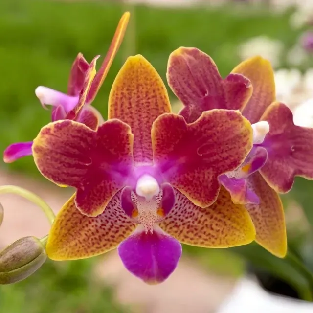 Phalaenopsis Miki Golden Sand '1363'