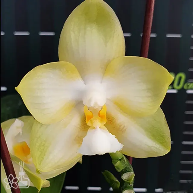 Phalaenopsis Yungho Gelb Canary