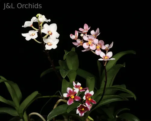 Sarcochilus Hybrid (Sarcochilus)