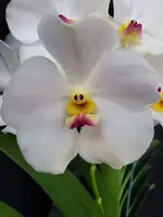 Vanda Noppadon White Diamond