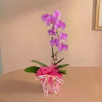 Ingrid Pink Phalaenopsis Orchid (1 Stalk) — Negeri Sembilan