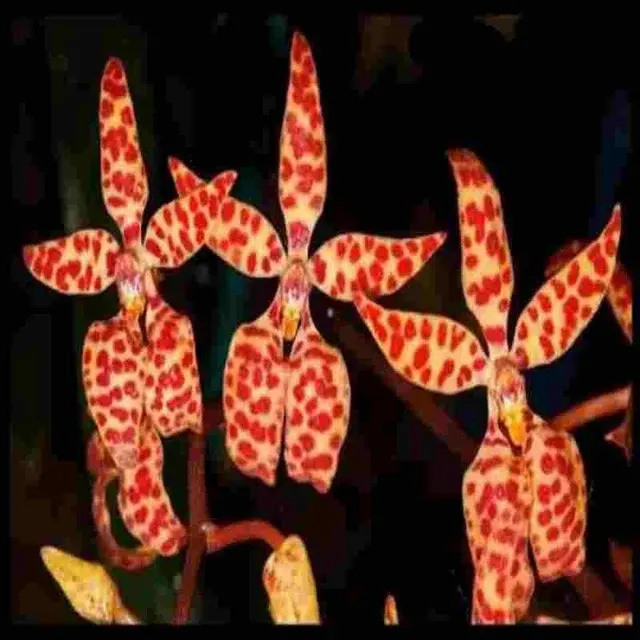 Renanthera monachica sp (Renanthera)