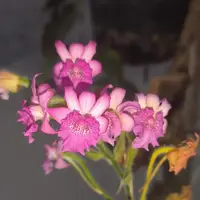 Calanthe labrosa