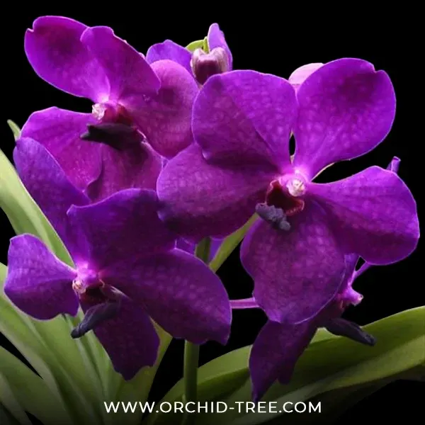 Vanda Apec Blue (Vanda)