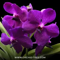 Vanda Apec Blue Orchid Plant - SS