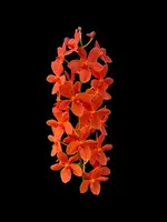 Renantanda Jairak Orange ‘LVO Ernesto’