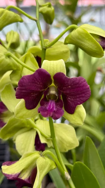 Dendrobium Red Butterfly