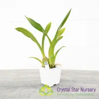 Bratonia Dark Star