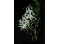 Cyrtorchis chailluana