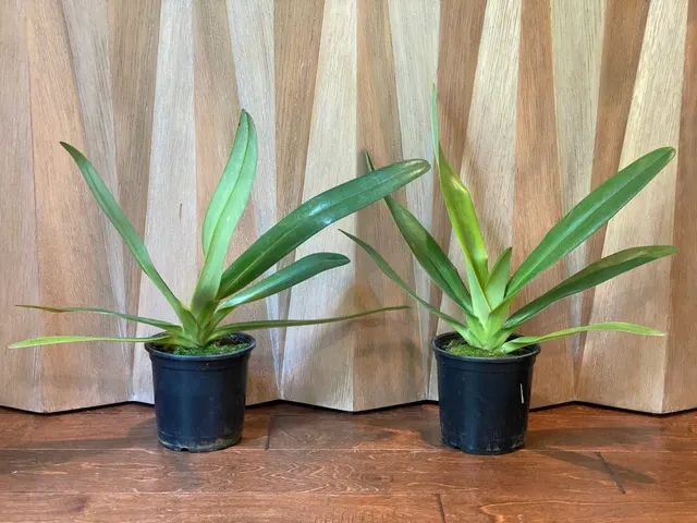 Paphiopedilum Stonei (#1 x 2008) x Rothschildianum (Red Baron x Wide Horizon)