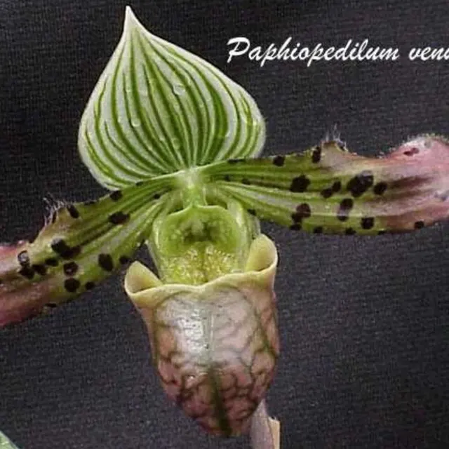 Paphiopedilum venustum (Paphiopedilum)