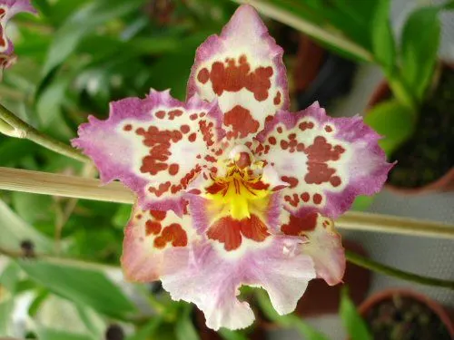 Wilsonara ANAWAY 'Angie'