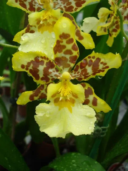 Odontocidium TIGER BARB