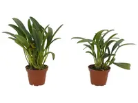 Masdevallia peristeria (Big)