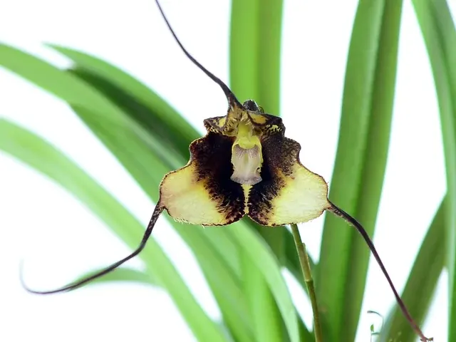 Dracula exasperata (Dracula)