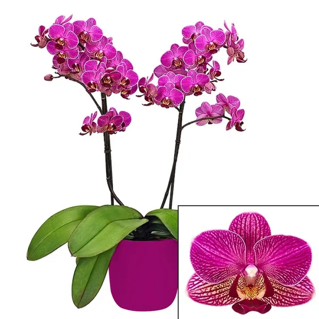 Phalaenopsis Multiflora Orchid ‘Perceval’